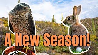 Desert Falconry!  Goshawk vs Cottontail Rabbits