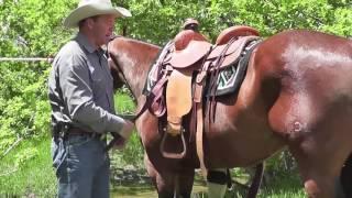 How to Properly Cinch a Horse