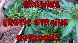 2024 GROWING EXOTIC STRAINS OUTDOOR