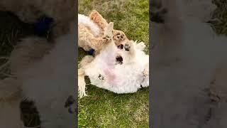 These puppies are best pals  #dog #cute #puppy