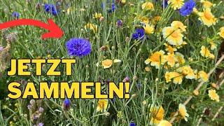 Heilpflanzen im Juni & Juli sammeln | Hausapotheke aus Natur & Garten