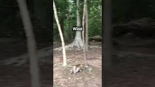 Hurricane at Bayon temple Cambodia #monkeybeach #nature #animals #pets #animals #cat #dog  #monkey