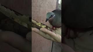 Feeding brown doved white eared or Bato bato