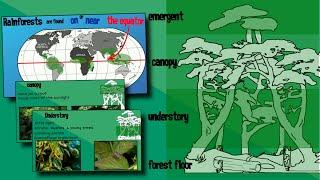 Layers of a Rainforest | EasyTeaching