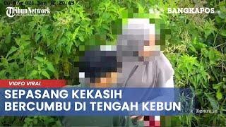Viral! Rekaman CCTV  Sepasang Kekasih Ciuman di Tengah Kebun Teh Kemuning, Pelaku Diburu Polisi