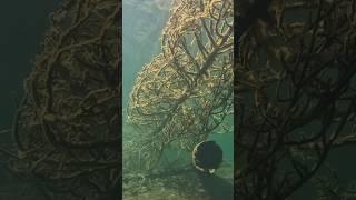 No one dives here anymore  Join me on an exploration of Jenny Lake’s underwater forest #scuba