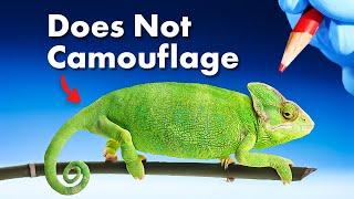 The REAL Reason Chameleons Change Color