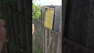 Как ЗАБРАТЬ ПЧЕЛИНЫЙ РОЙ ЕСЛИ ОН СЕЛ В НЕУДОБНОМ МЕСТЕ и его невозможно струсить в ящик ️