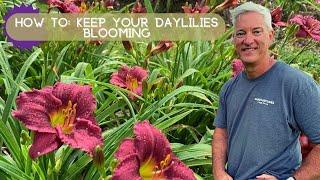 How to Keep Flowers Blooming | Oakes Daylilies