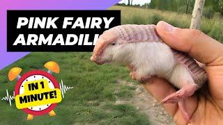 Pink Fairy Armadillo  Tiny Armored Creature! | 1 Minute Animals
