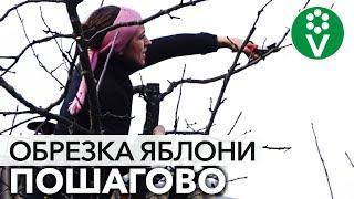 ОБРЕЗКА ВЗРОСЛОЙ ЯБЛОНИ: снижаем крону и увеличиваем урожайность