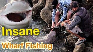 How to Catch A Sevengill SHARK - Insane Wharf Fishing In NZ!