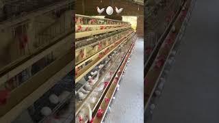Poultry farm eggs |  #trendingshorts #chicken #poultrybusiness #poultryfarm #shots #travel #henfarm
