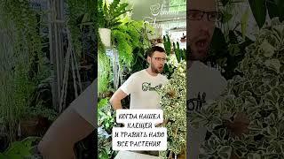 Осторожно МАТ ! Но при виде 🪳🪲🪰на растениях ,других слов нет !