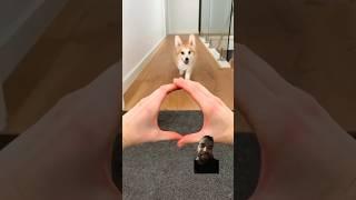 Skilled and trained dog see its reaction #petvideos #dog #viralshort #viral #funny #experiment #dj