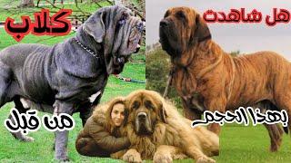 مفاجأة مدهشة 10 كلاب عملاقة | حاول ان تصدق حجمها