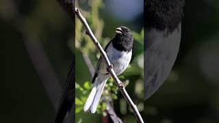 Hear the Dark-Eyed Junco's Trill Sounds!