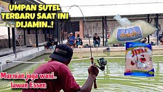 TERBARU 2024 Umpan sutel jitu ebi vs bondon langsung double strike mancing ikan mas harian dan lomba