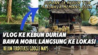 TANTANGAN SANG PEMBURU DURIAN LOKAL KE KEBUN DURIAN.