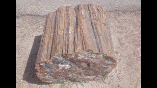 Petrified Forest National Park Tour