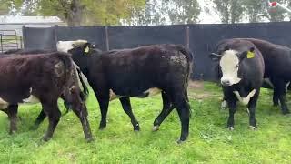 Thynne Family - Simm/Ang/Hfd x Heifers