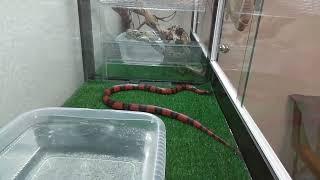 Кормление змеи Lampropeltis abnorma (L. t. hondurensis) Внимание! Кормление живой мышью.