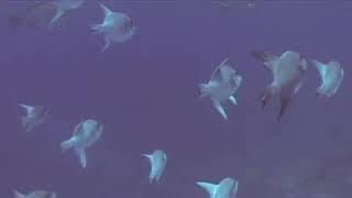 Ocean Triggerfish Identification