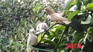 pigeon birds#youtubevideo#pigeon#birds