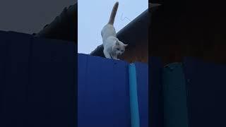 блудный кот домой пришёл 
