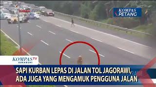 Sapi Kurban Lepas di Jalan Tol Jagorawi, Ada Juga Yang Mengamuk Pengguna Jalan