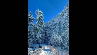 Softly Falling Snowflakes  #nature #relax #travel #beautiful #shorts #snow