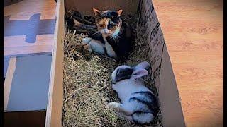 Diana and Luna in the hay  Funny cat and bunny