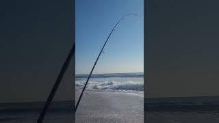 STRIKE! Bluefish head get struck on the big rod at Cocoa Beach, tight lines