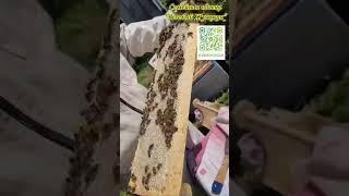 Утро на нашей пасеке #пчеловодство #beekeeper #bee #пп