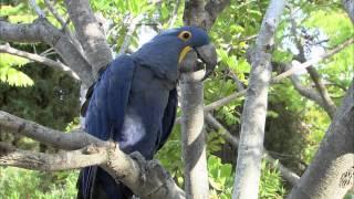 San Diego Zoo Kids - Hyacinth Macaw