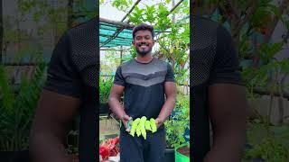 மாடித்தோட்டத்தில் ஒரு மகத்தான அறுவடை !!!! #maadi_thottam #home #terrace_garden #kitchen  #gardening