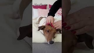 How to Calm Your Pet with a Relaxing Massage #asksuelondon #petwellness #suelondon