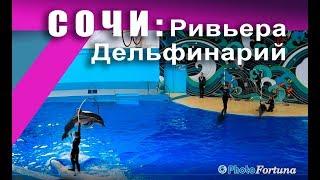 Sochi Riviera Park Dolphin Show Performance Highlights of the Show Dolphin Swimming