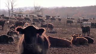 Cattle Shortage Skyrockets Prices, Foreshadowing Future Trends?