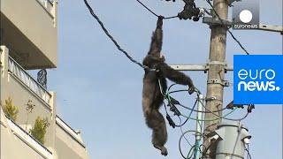 Chimp escape: Primate swings from live power lines, falls from electricity pole | euronews 