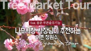 ENG) Korean Tree Market Tour!