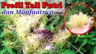 Profil Tali Putri dan Manfaatnya