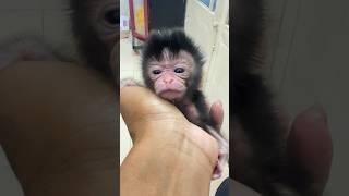 My love baby monkey ️#shortsvideo #shrots #monkeys #love #cute #funny #youtube #training #short