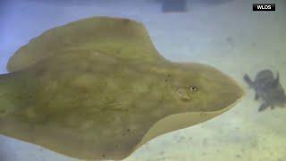 Pregnant stingray without male companion and diagnosed with rare reproductive disease has died