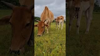 #cow #animalsoundeffects #animals #youtubeshorts #shorts #shortsfeed