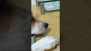 손 쓰는 강아지