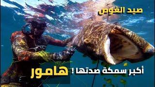 جديد هوامير عملاقه !! صيد الغوص الحر - SpearFishing Grouper