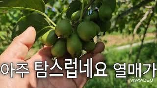 토종다래농장 탐방  24-114편