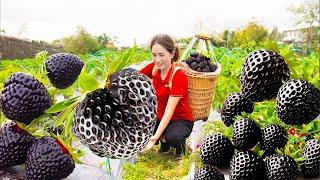 HOW Harvesting Black Strawberry Goes to Sell - Make delicious strawberry sauce to eat with bread