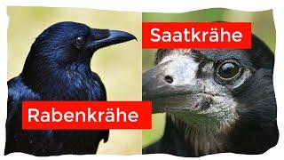 Saatkrähe und Rabenkrähe einfach und sicher unterscheiden | Ornithologie für Anfänger